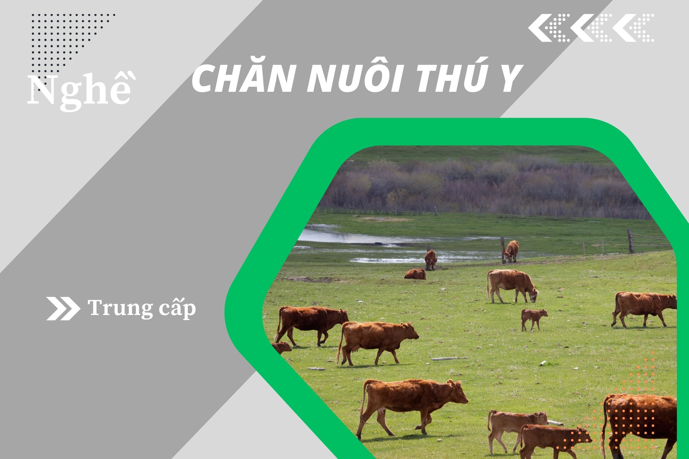 Chăn nuôi thú y - TC